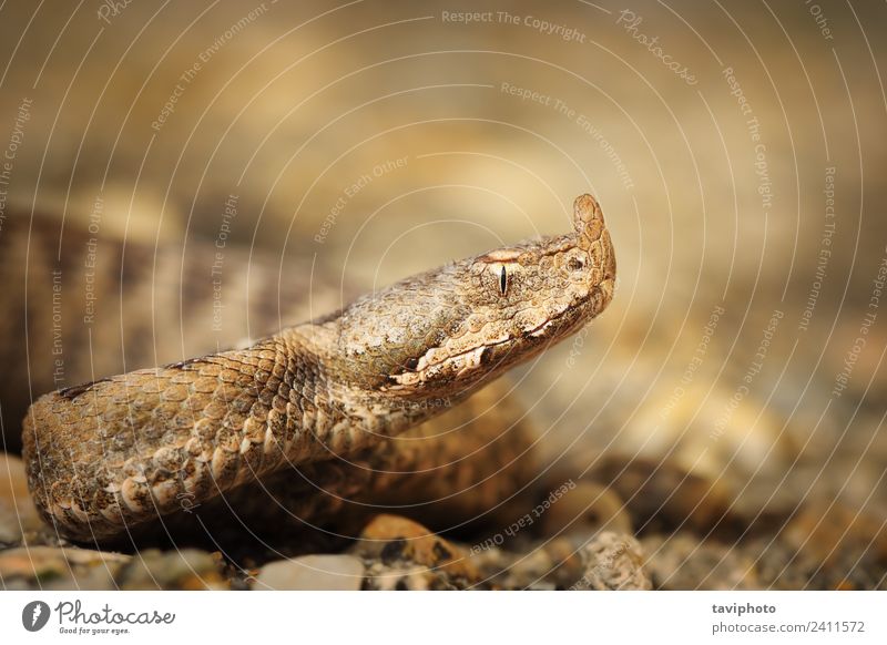 macro shot of Vipera ammodytes montandoni Beautiful Nature Animal Sand Snake Large Creepy Wild Brown Fear Dangerous Force vipera montandony adder venomous