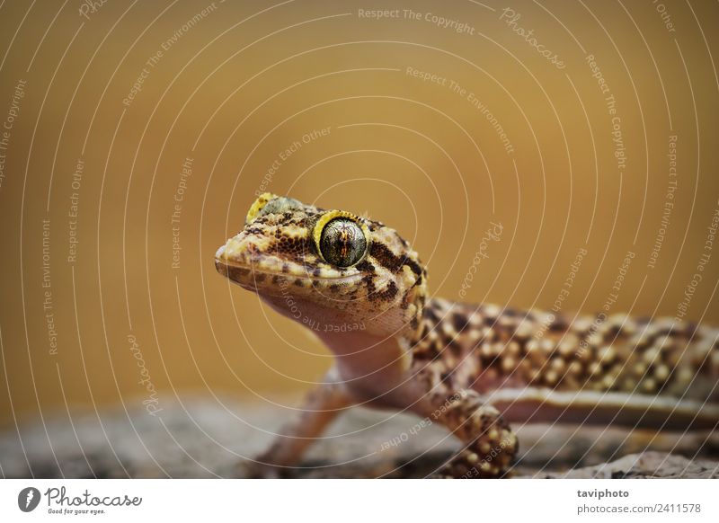 portrait of curious mediterranean house gecko Exotic Beautiful House (Residential Structure) Nature Animal Pet Small Natural Cute Wild Brown Gray Colour