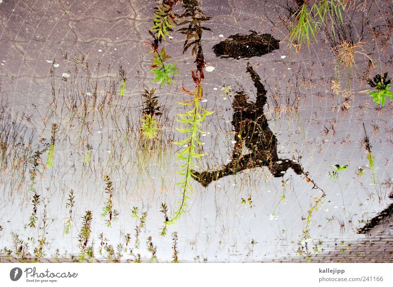 air humidity Human being Masculine Man Adults Life 1 Environment Nature Water Sky Bad weather Plant Jump Puddle Umbrella Weather Weather protection Weed