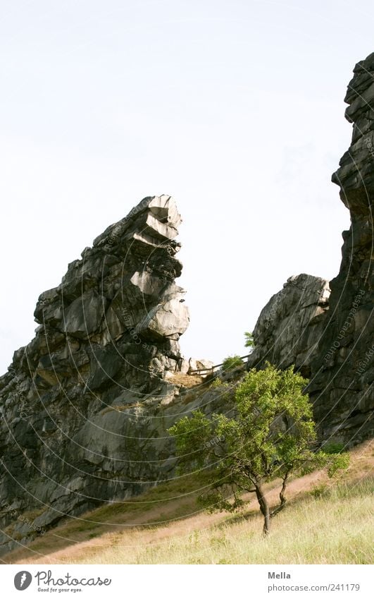 devil's wall Environment Nature Landscape Tree Meadow Rock Mountain Cliff Stone Stand Exceptional Sharp-edged Firm Natural Bizarre Harz Steep Steep face