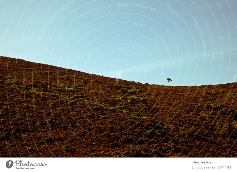 Pine on Corsica Landscape Elements Earth Air Cloudless sky Beautiful weather Tree Hill Mountain Blue Brown Emotions Endurance Hope Loneliness Uniqueness