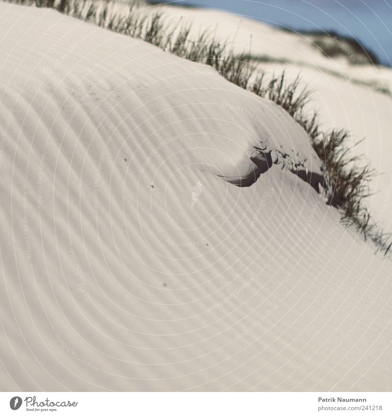 \\\\\ Trip Far-off places Landscape Grass Bushes Beach North Sea Protection Sand Line Structures and shapes Wind Coast Contrast Green Calm Tracks Symmetry