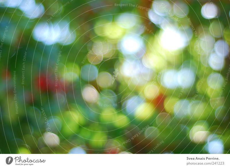 Cherry tree. Environment Nature Plant Beautiful weather Friendliness Point of light Blur Colour photo Multicoloured Exterior shot Deserted Copy Space Abstract