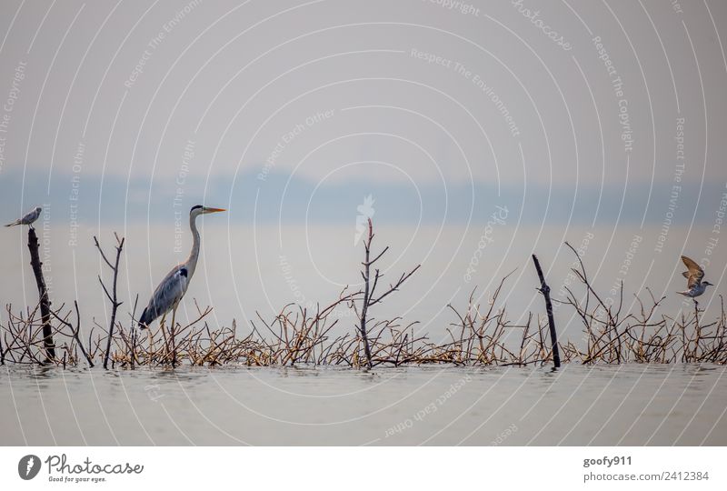 Bird meeting point in the lagoon of Negombo Sri Lanka Vacation & Travel Tourism Trip Adventure Far-off places Sightseeing Expedition Island Environment Nature