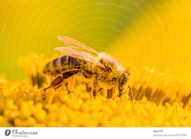 Macro honey bee collects yellow pollen on sunflower in nature Body Summer Sun Sunbathing Work and employment Environment Nature Plant Animal Sunlight Spring