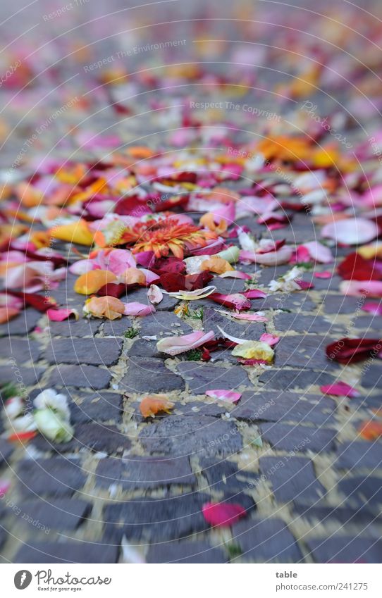 flower dreams Happy Feasts & Celebrations Flower Rose Leaf Blossom Blossom leave Street Pavement Sidewalk Stone Lie Faded Fragrance Multicoloured Gray Emotions