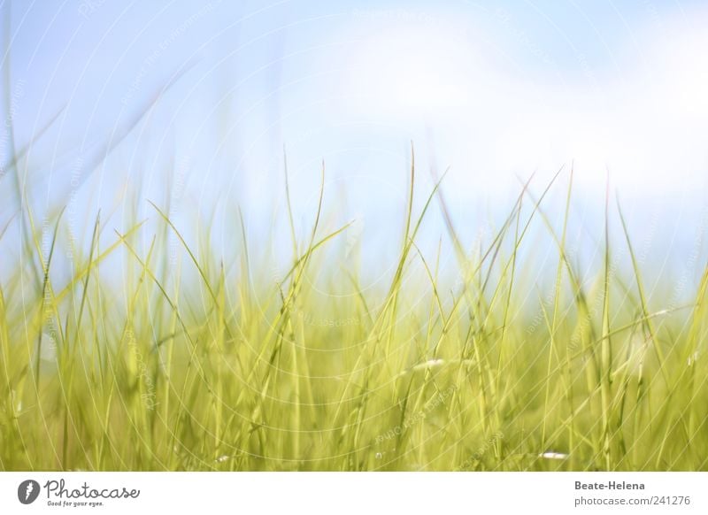 Soft awakening Nature Air Sky Clouds Sunlight Summer Beautiful weather Grass Foliage plant Meadow Breathe Observe Touch To enjoy Growth Wait Esthetic