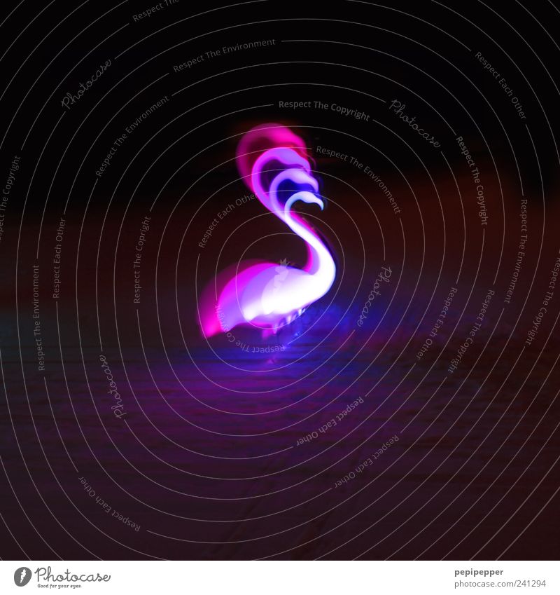 zoom Art Exhibition Sculpture Event Movement Glittering Cold Retro Violet Pink Illuminant Luminosity Animal Flamingo Zoom effect Subdued colour Exterior shot