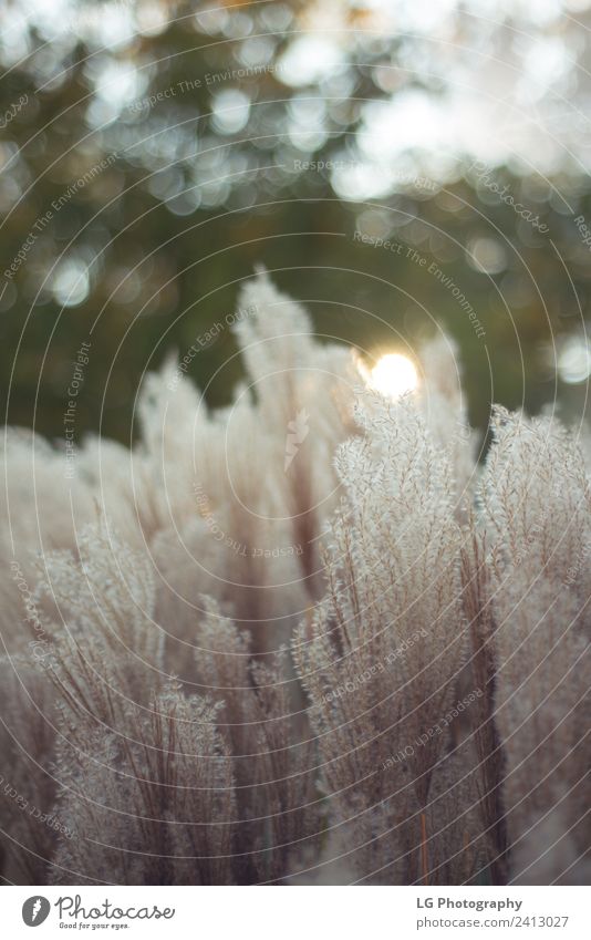 Heather grass plants Life Nature Landscape Plant Sky Wind Flower Grass Leaf Meadow Soft Green Feather tender pampas botanical Walking stick country plume