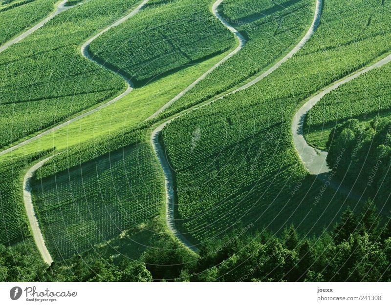 detours Landscape Summer Beautiful weather Agricultural crop Mountain Lanes & trails Gray Green Calm Vineyard Wine growing Colour photo Exterior shot Deserted