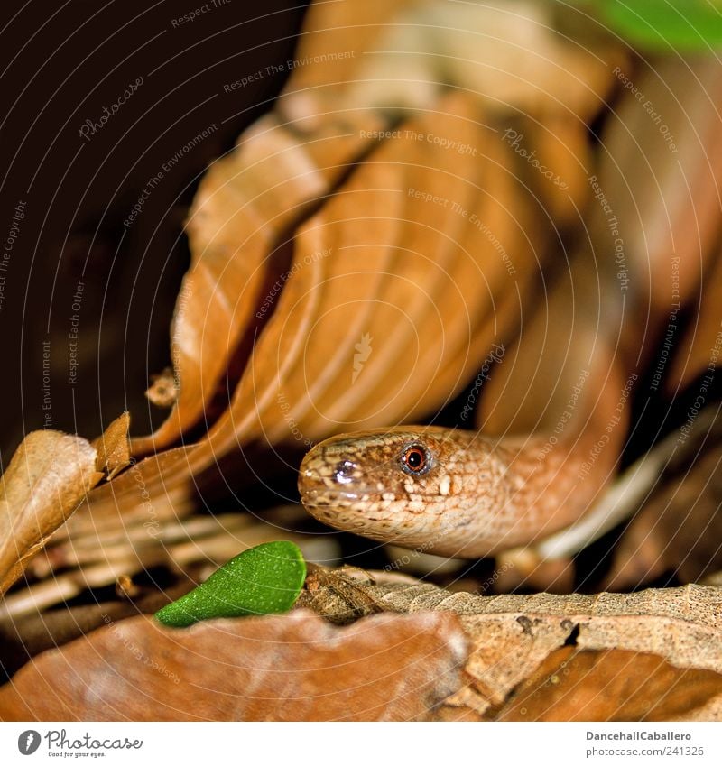 PROCEDURE Environment Animal Earth Garden Snake Saurians Slow worm Reptiles Eyes Head 1 Observe Looking Threat Curiosity Brown Green Black Moody Nature Creep