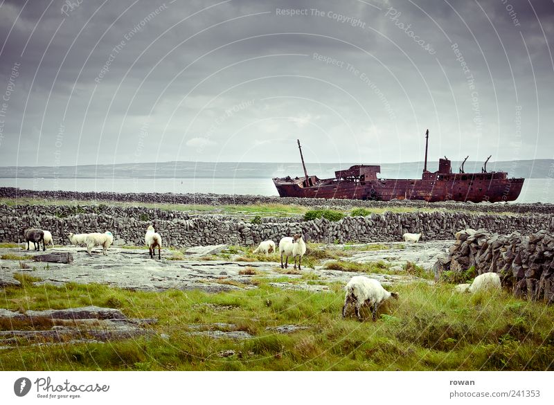 Inis Oirr Landscape Storm clouds Bad weather Rain Thunder and lightning Bushes Moss Meadow Field Waves Coast Ocean Navigation Container ship Motorboat