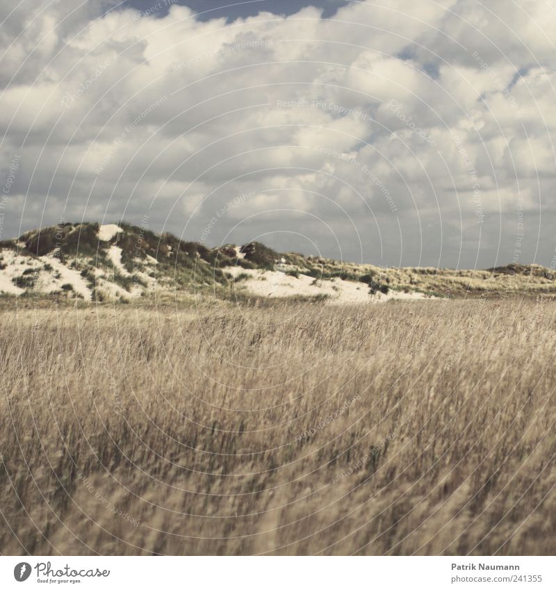 Nordic harmony Nature Landscape Plant Sky Clouds Summer Autumn Weather Wind Grass Bushes Fern Coast Beach North Sea Breathe Relaxation To enjoy Growth