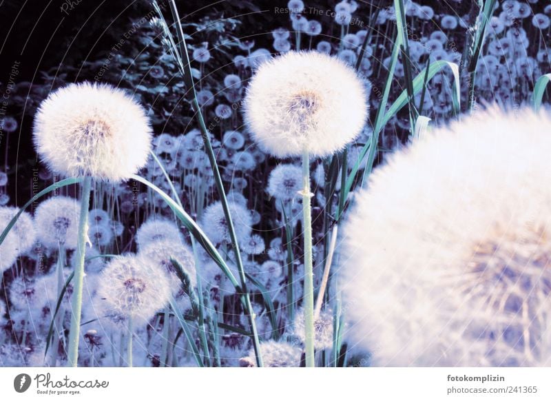 dandelion world Dandelion Dandelion field Sámen Spring Summer Meadow naturally Wild Soft Blue White Spring fever Calm Unwavering Fragile Esthetic Nature