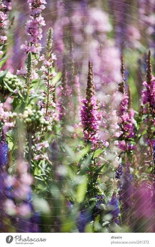 Lythrum salicaria [1] Environment Nature Plant Summer Flower Leaf Blossom Wild plant common loosestrife Herbaceous plants Garden Park Blossoming Growth