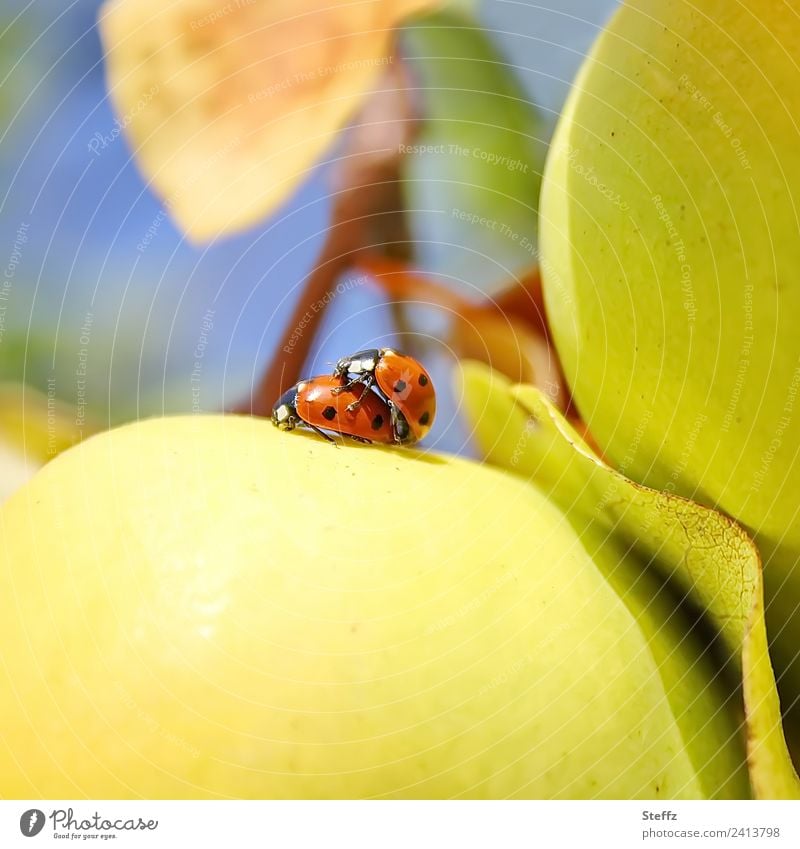 Happiness Ladybird Beetle lucky beetle symbol of luck Happy Good luck charm two beetles Pair of animals propagate Propagation Love of animals