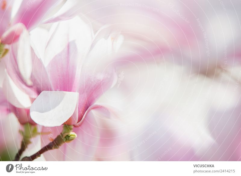 Pink magnolia blossoms Design Life Summer Valentine's Day Nature Plant Spring Flower Blossom Garden Park White Magnolia plants Background picture Blur