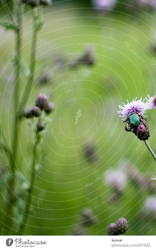 friends Environment Nature Plant Animal Summer Beautiful weather Flower Grass Leaf Blossom Foliage plant Wild plant Meadow Wild animal Insect Beetle