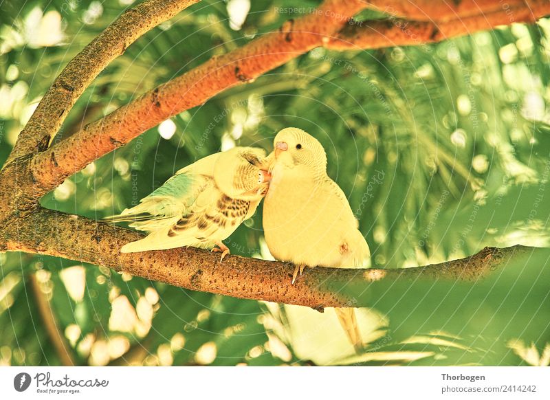 budgies Bird 2 Animal Communicate Cleaning Yellow Green Colour photo Exterior shot Day Shallow depth of field