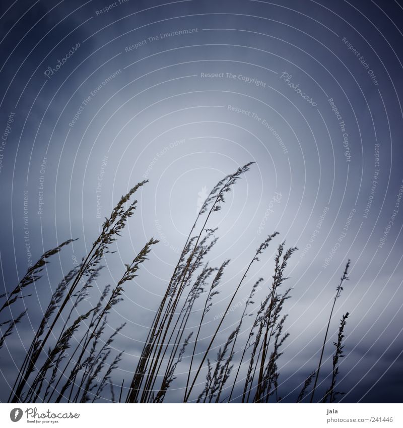 grasses Nature Plant Sky Grass Foliage plant Wild plant Esthetic Dark Blue Colour photo Exterior shot Deserted Copy Space top Evening