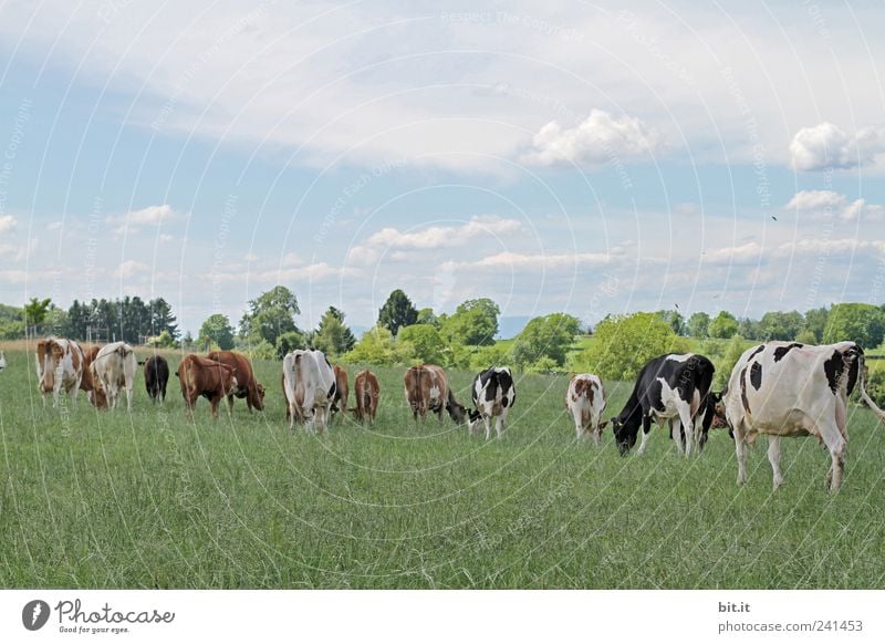 herd of cows... Meat Cheese Organic produce Vegetarian diet Healthy Eating Vacation & Travel Mountain Nature Landscape Meadow Field Animal chill