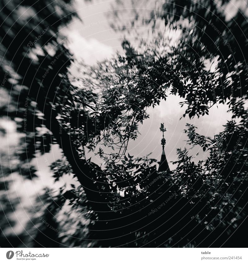 monochrome world Environment Sky Plant Tree Branch Twigs and branches Leaf Park Berlin köpenick Old town Building Tourist Attraction City hall Spire Vane Stone