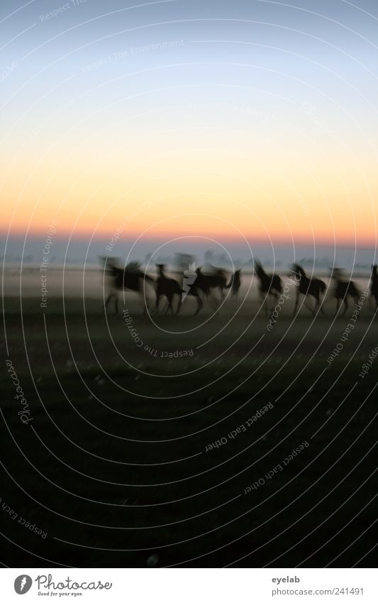 girl's dream Equestrian sports Nature Landscape Earth Sky Cloudless sky Night sky Horizon Climate Weather Beautiful weather Fog Meadow Field Animal Pet