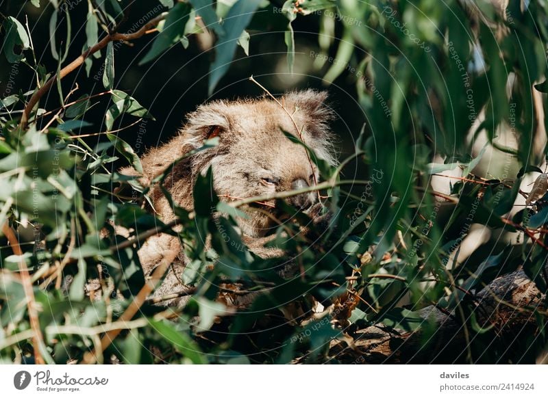 Cute sleepy koala Eating Nature Animal Tree Leaf Eucalyptus tree Forest Coast Australia Victoria Wild animal Koala 1 Baby animal Gray Green Western Bear Hidden