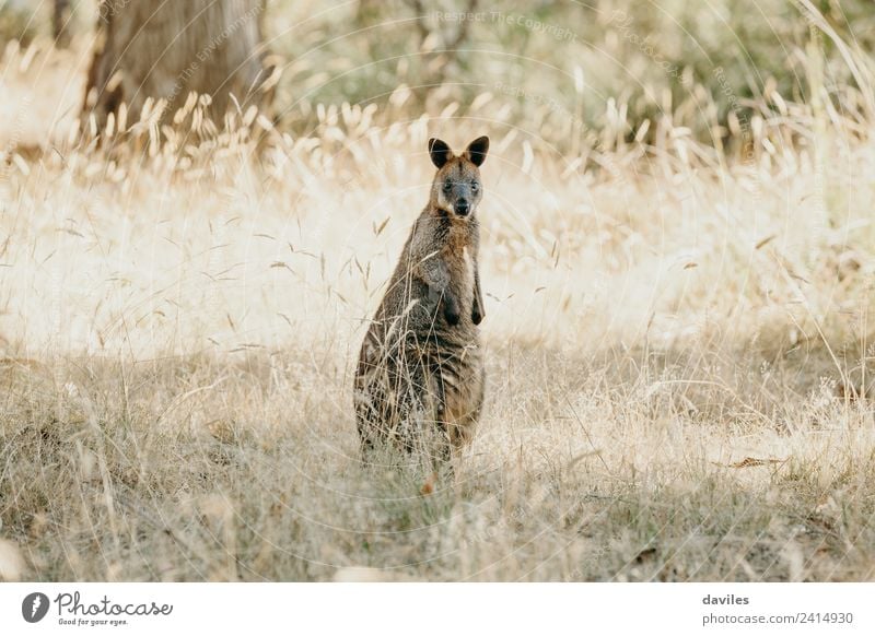 Little wallabee kangaroo Nature Plant Animal Grass Australia Victoria Wild animal Kangaroo Marsupial 1 Stand Friendliness Curiosity wallaby wildlife Mammal