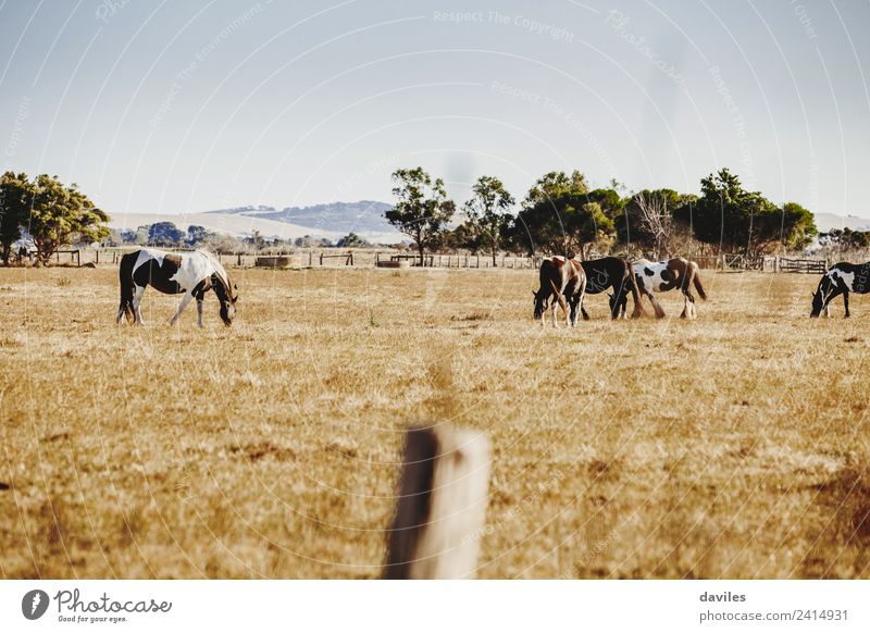 Beautiful landscape with wild horses Mountain Nature Landscape Animal Sky Tree Grass Australia Victoria Horse Group of animals Pack Animal family Eating Large