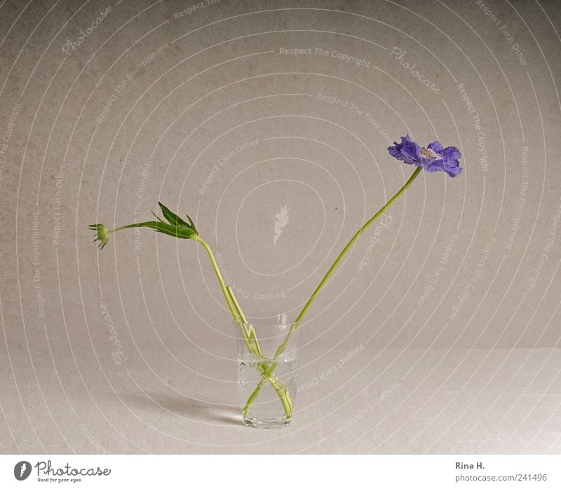 Scabioses in glass II Style Flower Blossom Decoration Blossoming Esthetic Violet scabious Bouquet bud Glass Vase Still Life Colour photo Interior shot Deserted