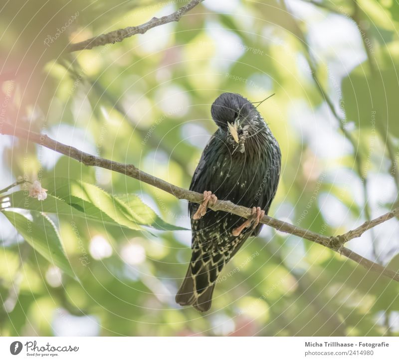 Star with insects in the beak Nature Animal Sun Sunlight Beautiful weather Tree Leaf Wild animal Bird Animal face Wing Claw Starling Beak Insect Feed Feather 1