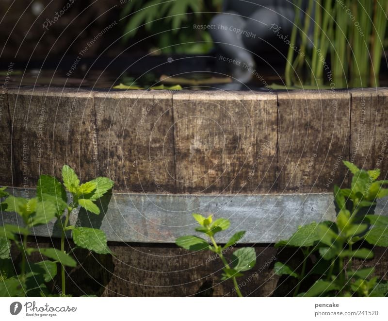 in a pond barrel Well-being Contentment Senses Relaxation Calm Swimming & Bathing Handicraft Summer Garden Decoration Gardening Closing time Feet Sculpture