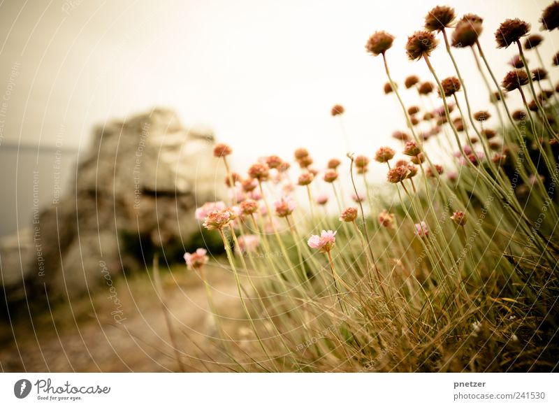 Close to the cliffs Environment Nature Landscape Water Sky Cloudless sky Sunrise Sunset Sunlight Spring Summer Climate Weather Beautiful weather Plant Flower