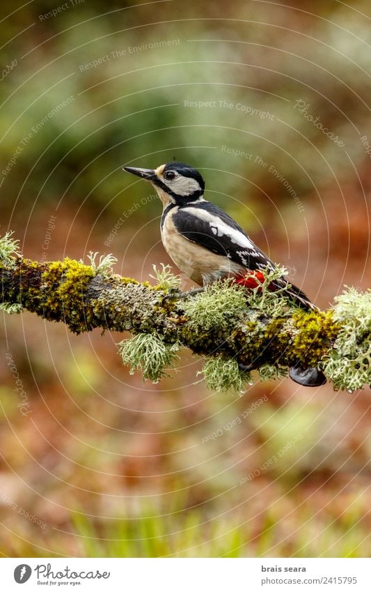 Great Spotted Woodpecker Science & Research Biology Biologist Ornithology Feminine Woman Adults Environment Nature Animal Earth Forest Wild animal Bird 1