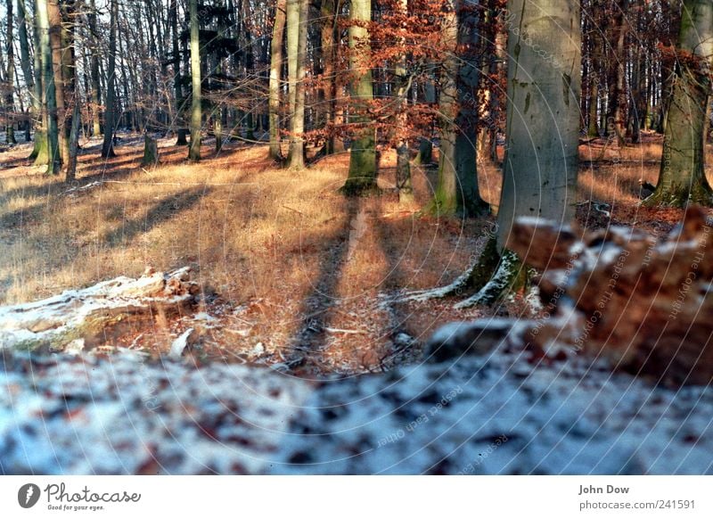 When the light refracts Winter Snow Landscape Ice Frost Plant Tree Grass Bushes Moss Park Meadow Forest Brown Past Transience Growth Change Tree trunk Snowscape