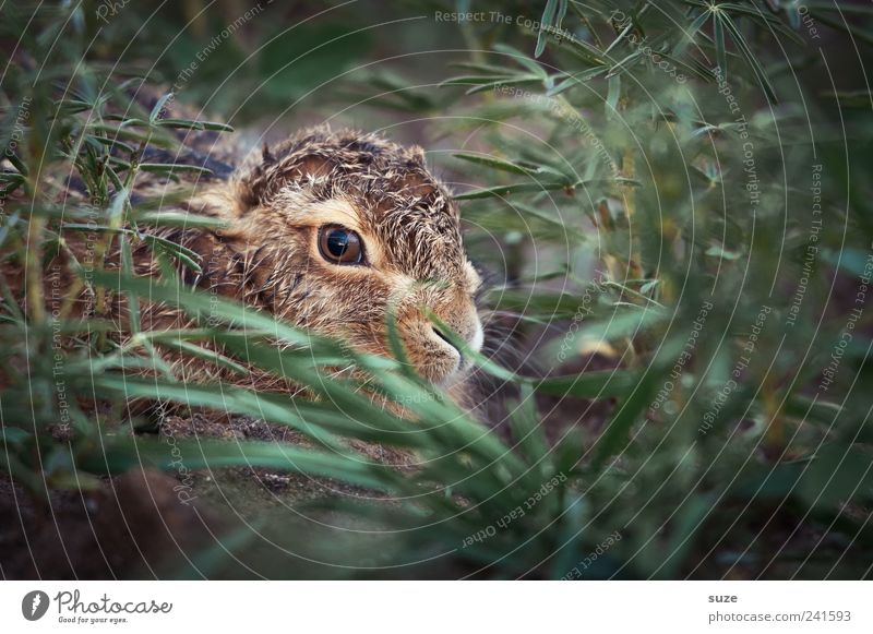 little light Easter Environment Nature Animal Meadow Field Wild animal Animal face 1 Baby animal Small Cute Brown Green Fear Hare & Rabbit & Bunny Scaredy-cat