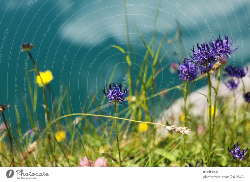 On the lakeshore III Nature Plant Water Sky Clouds Sunlight Summer Grass Fern Foliage plant Wild plant Alps Mountain Lakeside Lünersee Reservoir Mountain lake