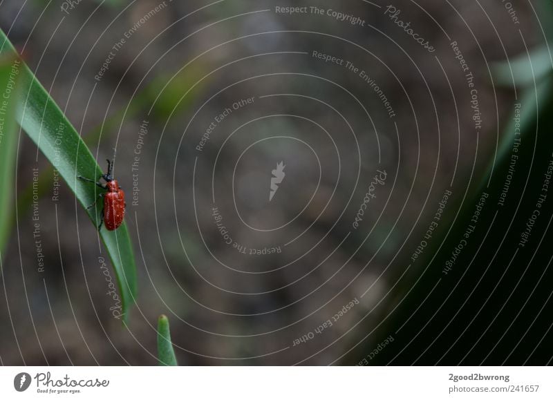 breakfast in the garden Environment Nature Plant Animal Earth Spring Tulip Leaf Foliage plant Garden Park Beetle 1 Feeding Green Red Colour photo Multicoloured