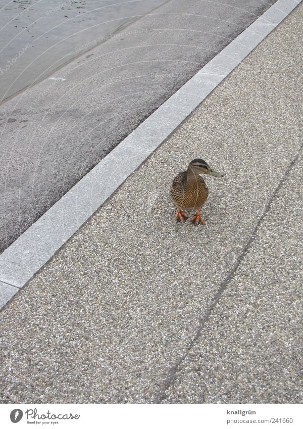 duck Environment Animal Duck 1 Stand Brown Gray Curiosity Interest Mallard Asphalt Water Paving stone Colour photo Subdued colour Exterior shot Deserted