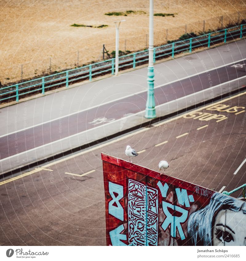 Seagulls waiting for the bus Animal Bird 2 Brighton Wait Observe Bus Travel photography Street Town Bird's-eye view Tilt Boredom Pole England Gull birds