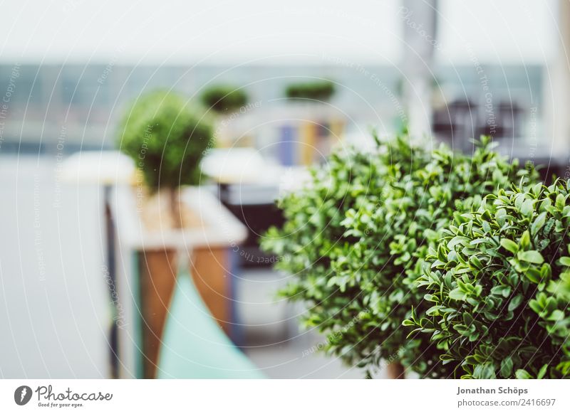 Planting on the terrace Nature Esthetic Terrace Exterior shot Café Restaurant Handrail Bushes Decoration Foliage plant Balcony Roof terrace Town Window box