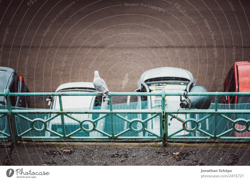 Seagull on railing at parking lot Animal Bird 1 Boredom Brighton Parking lot Wait Handrail Car Dreary Gloomy Looking Observe Loneliness Gull birds Colour photo