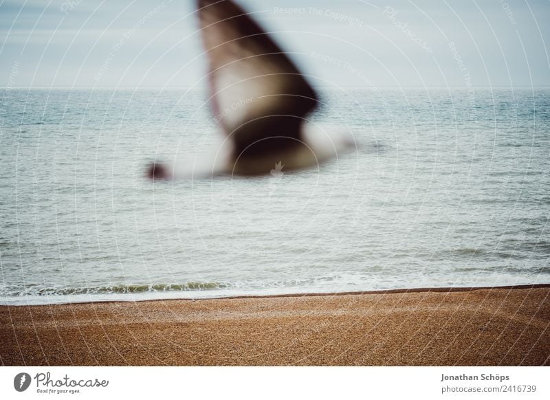 Seagull in front of sea Landscape Sky Weather Animal 1 Exceptional Attentive Serene Patient Brighton Beach Gull birds Bird Flying Ocean Horizon Focus on