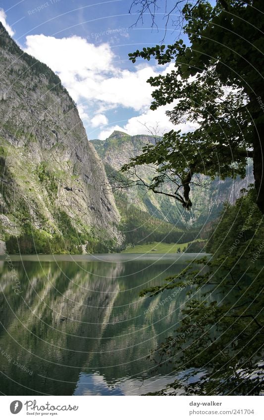 Prehistoric times at Königssee Nature Landscape Plant Water Sky Clouds Summer Beautiful weather Tree Grass Bushes Hill Rock Alps Mountain Peak Famousness