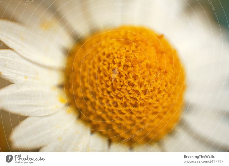 Macro close up camomile flowerstamen and petals Nature Spring Summer Plant Blossom Wild plant Meadow Yellow White Camomile Camomile blossom Chamomile