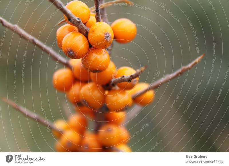 sea buckthorn Food Sallow thorn Organic produce Vegetarian diet Environment Nature Landscape Plant Animal Sand Bushes Blossom Agricultural crop Field Select