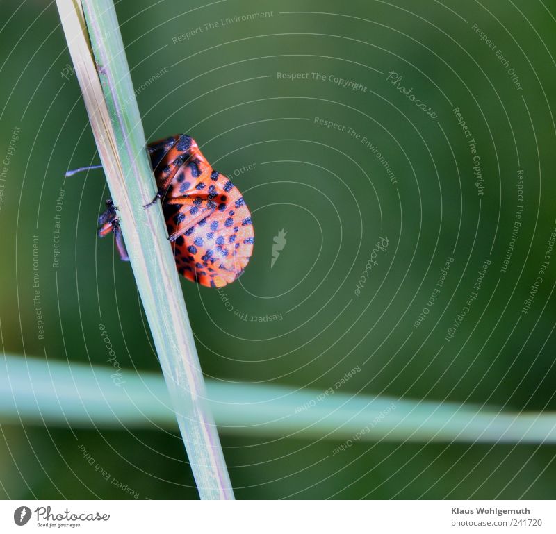 Striped bug (fire bug, Graphosoma lineatum) climbing up a blade of grass. Environment Nature Animal Plant Grass Meadow Beetle 1 Shield Exotic Green Red Black