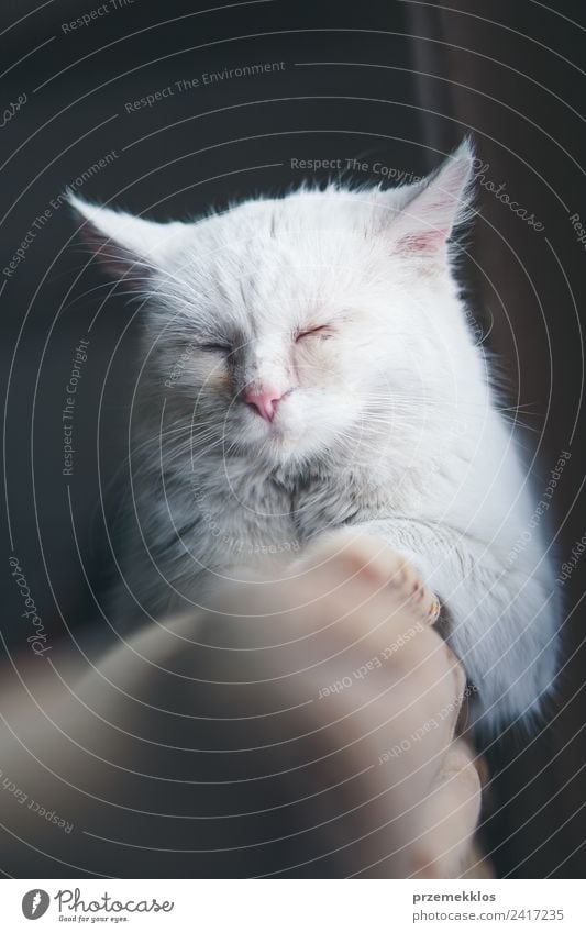 Cat sleeping on a couch Animal Pet 1 Sleep Sit Cute White Delightful cats Domestic felinely felinity furry Kitten young Colour photo Interior shot Close-up