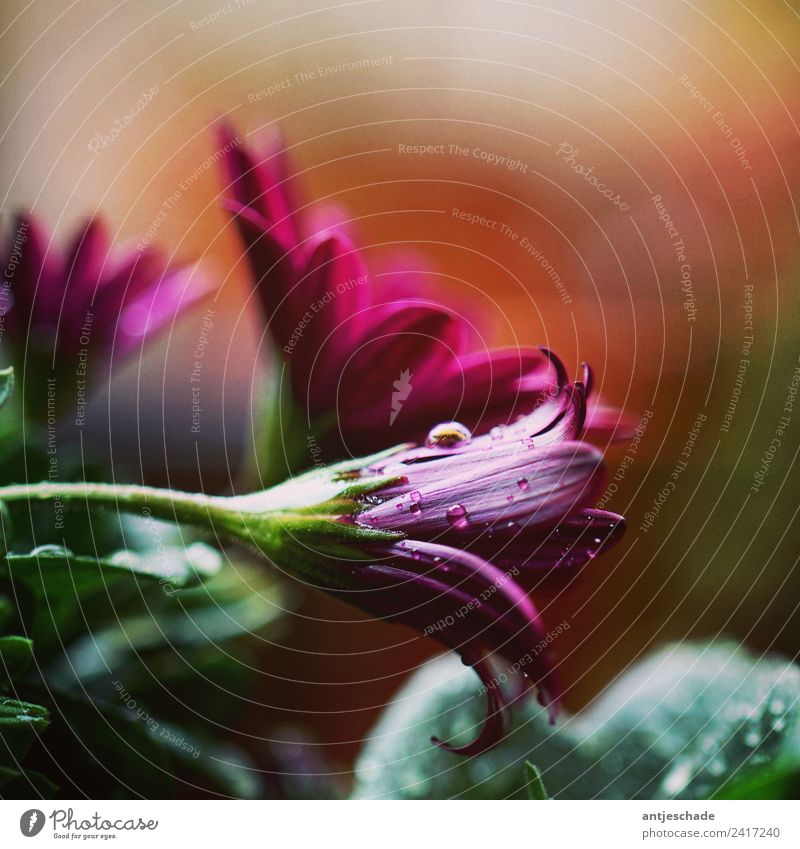 Blossom with raindrops Garden Plant Rain Drop Violet Colour photo Exterior shot Deserted Shallow depth of field